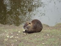 Nutrie